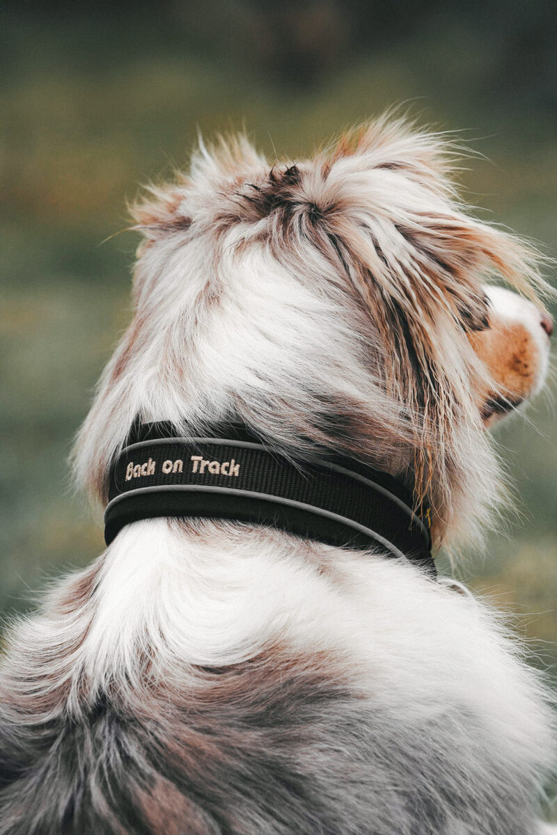 Back on Track, Hundhalsband &quot;Charlie&quot;, Svart
