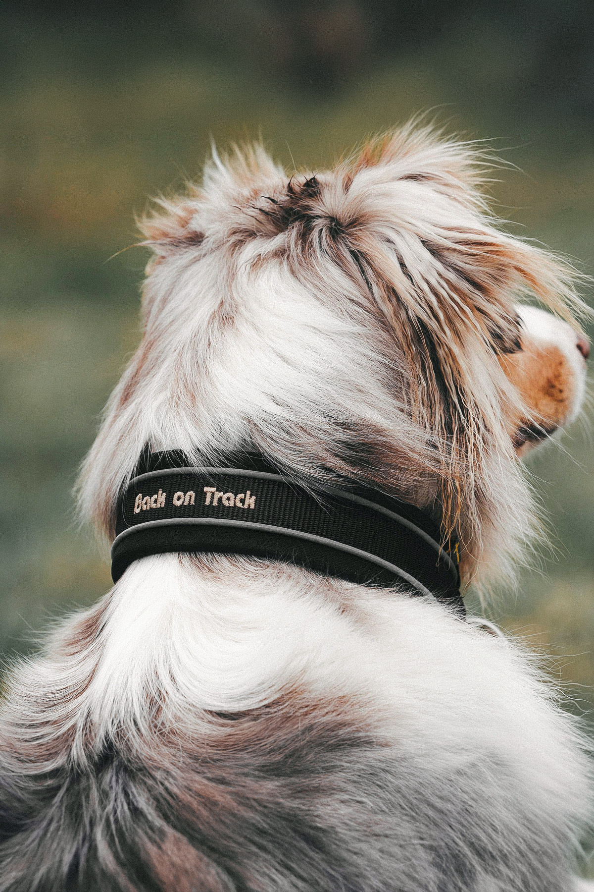 Back on Track, Hundhalsband "Charlie", Svart