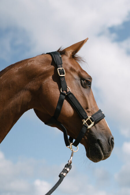 Back on Track, Werano Halter, Black