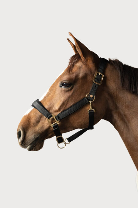 Amiko Classic Halter, Black