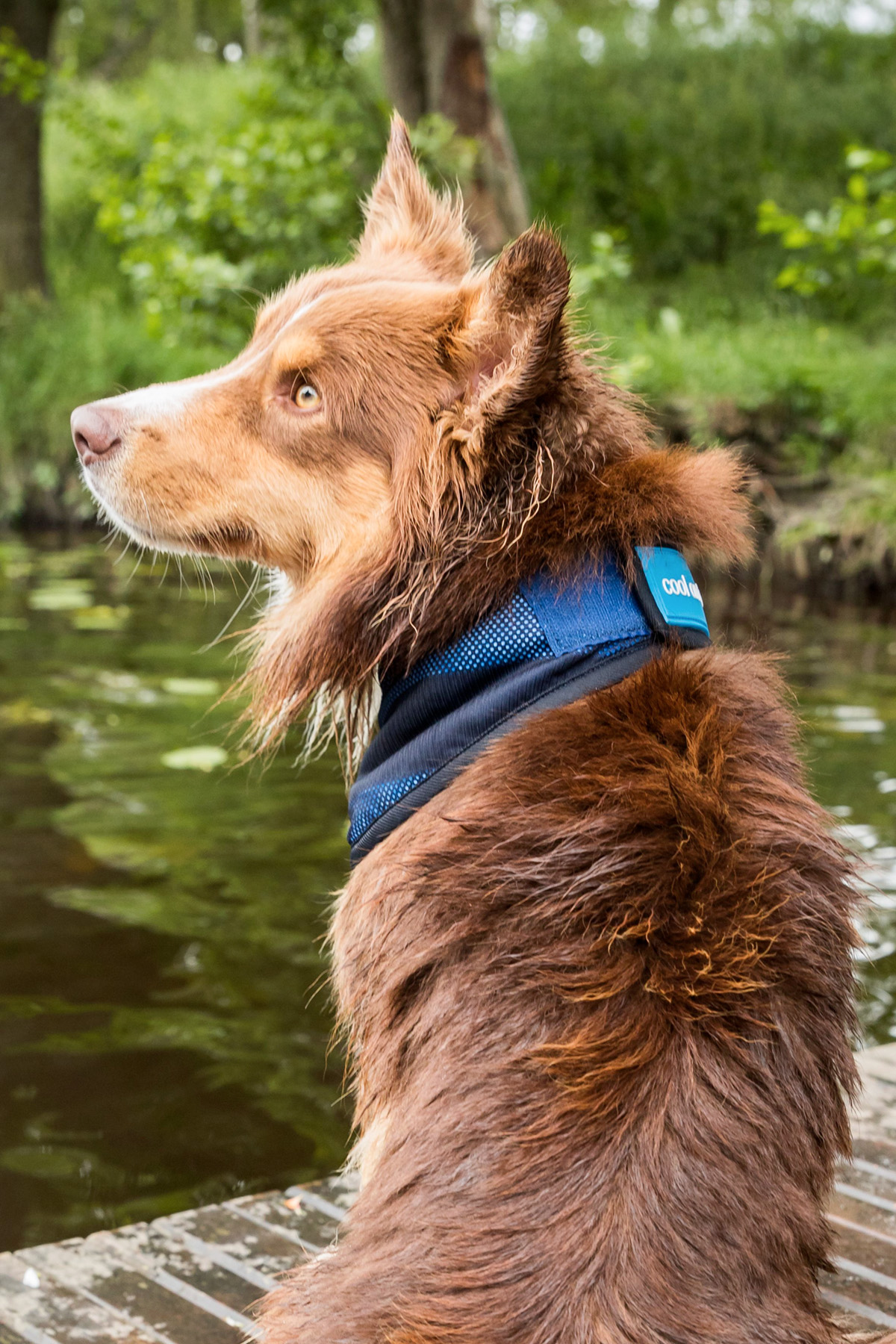 Back on Track, Cool on Track Dog Bandana
