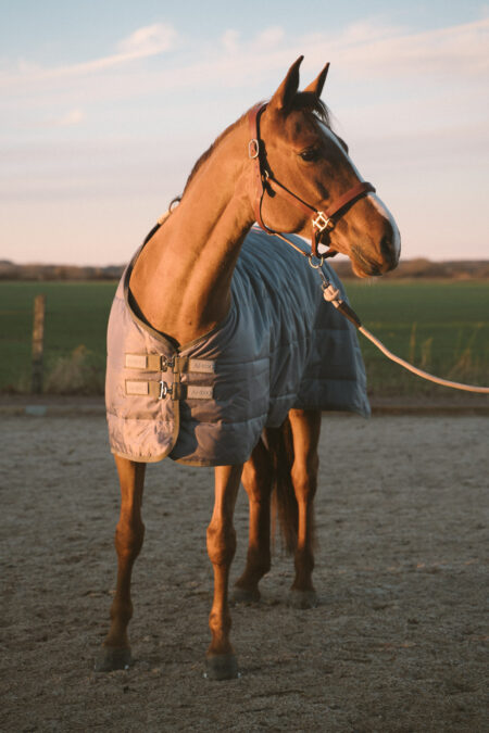 Amiko Indoor Rug 0g - 500g, Grey