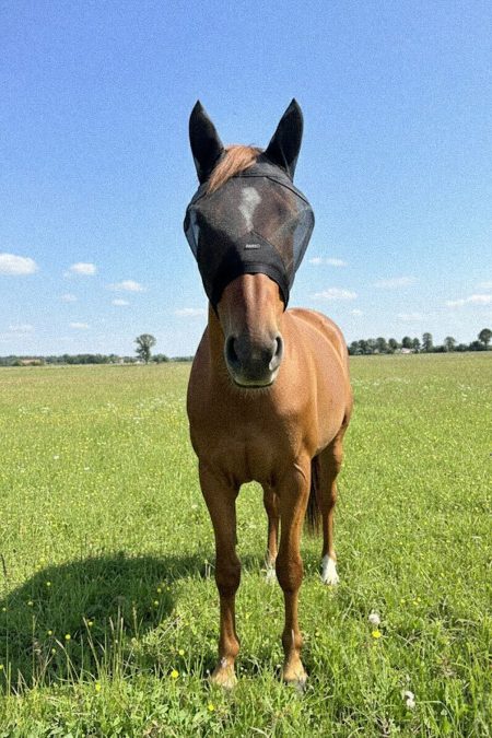 Amiko Flymask, Black