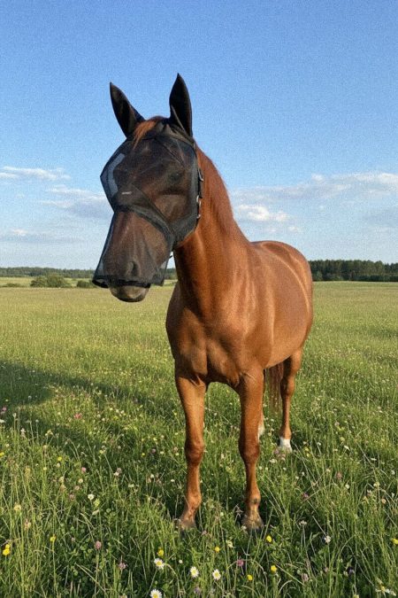 Amiko Flymask w Nose Soundless, Black