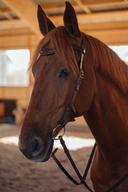 Amiko Bridle Movement, Havana Brown