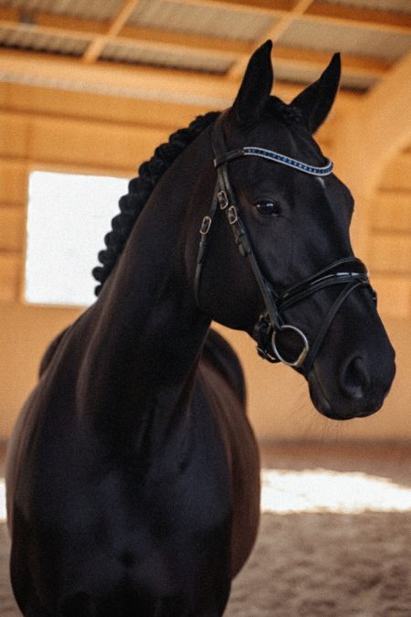 Amiko Bridle Dressage Shiny Crystal, Black